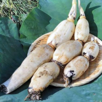Carom Seeds