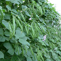 Carom Seeds