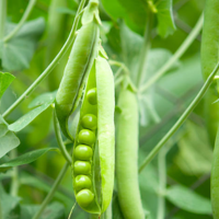 Carom Seeds