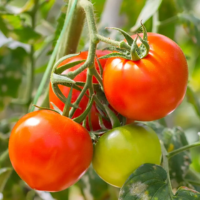Red Chilli