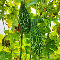 Poppy Seeds