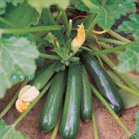 Carom Seeds