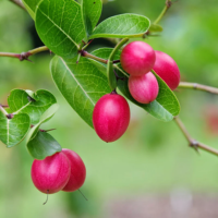 Carom Seeds
