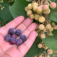 Carom Seeds