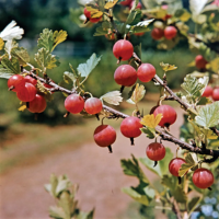 Carom Seeds