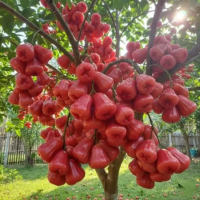 Carom Seeds