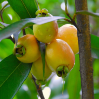 Carom Seeds