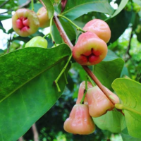 Carom Seeds