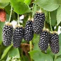 Carom Seeds