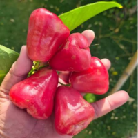 Carom Seeds