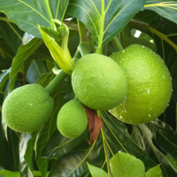 Carom Seeds