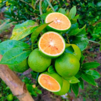 Carom Seeds