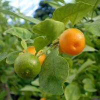 Carom Seeds